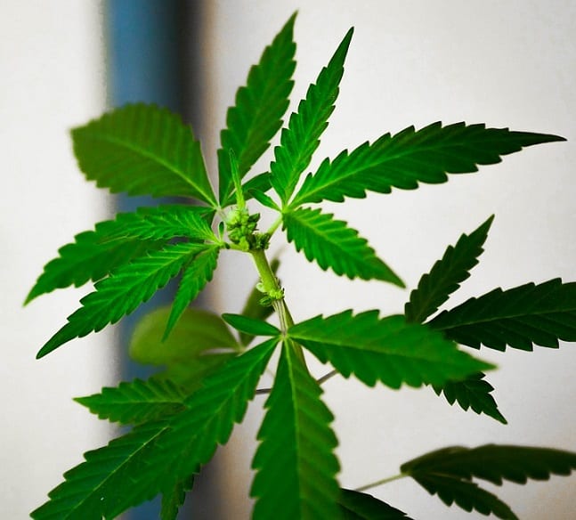 Canadian Marijuana Legalization Soon To Be Announced